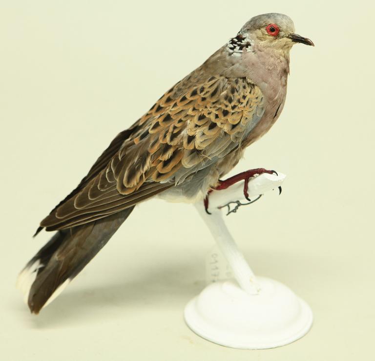 animal naturalisé : oiseau : Tourterelle des bois