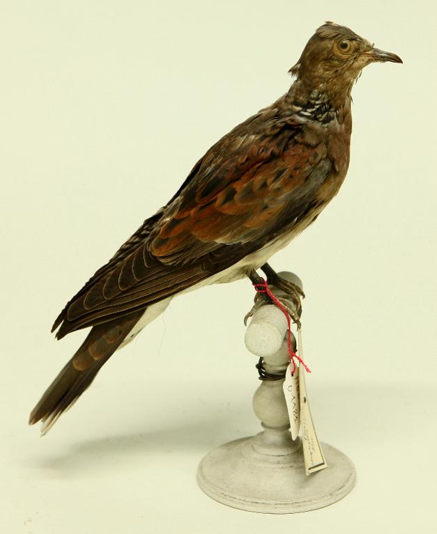 animal naturalisé : oiseau : Tourterelle orientale