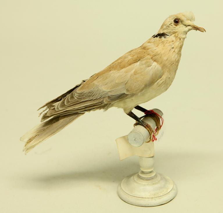 animal naturalisé : oiseau : Tourterelle rieuse