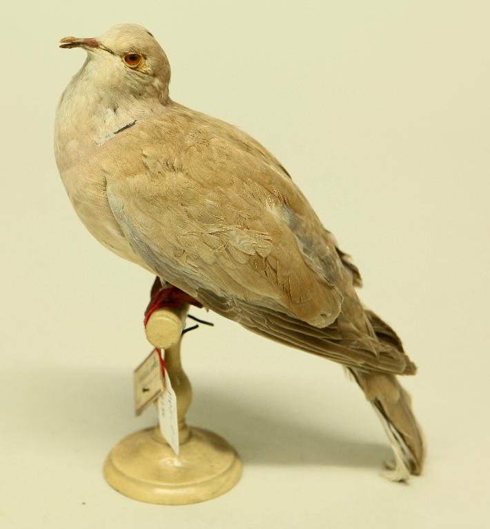 animal naturalisé : oiseau : Tourterelle rieuse