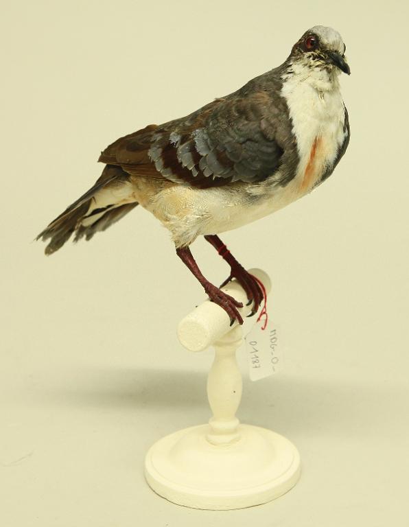 animal naturalisé : oiseau : Gallicolombe poignardée