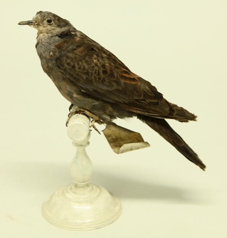 animal naturalisé : oiseau : Tourterelle à poitrine rose