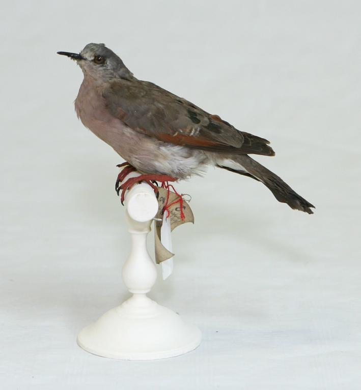 animal naturalisé : oiseau : Tourterelle émeraudine