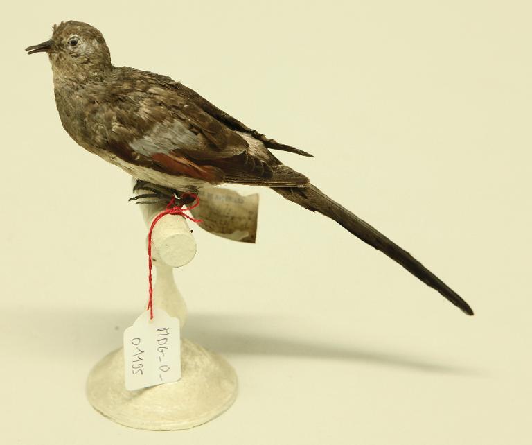 animal naturalisé : oiseau : Tourterelle masquée