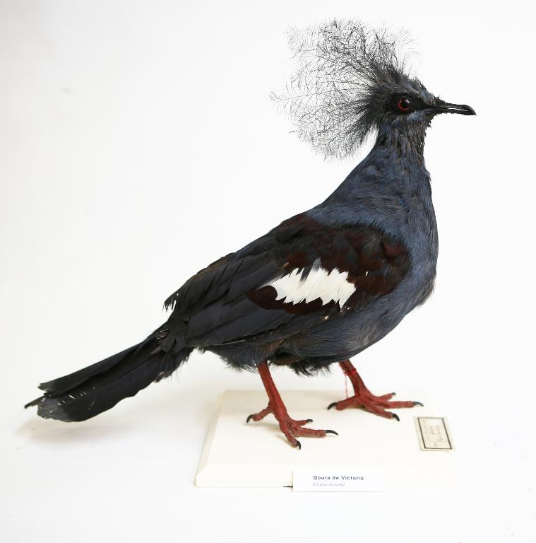 animal naturalisé : oiseau : Goura couronné