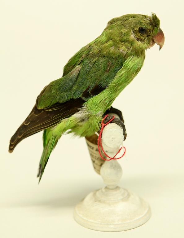 animal naturalisé : oiseau : Inséparable d'Abyssinie