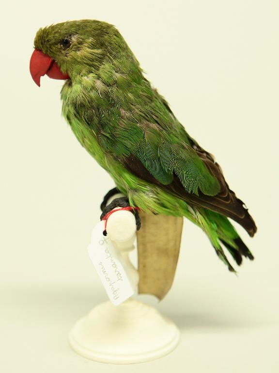 animal naturalisé : oiseau : Inséparable d'Abyssinie