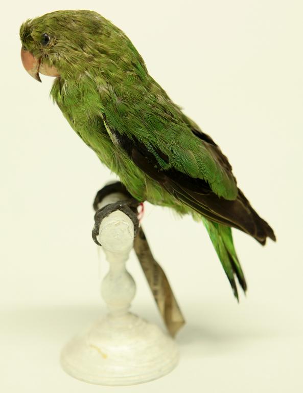 animal naturalisé : oiseau : Inséparable d'Abyssinie