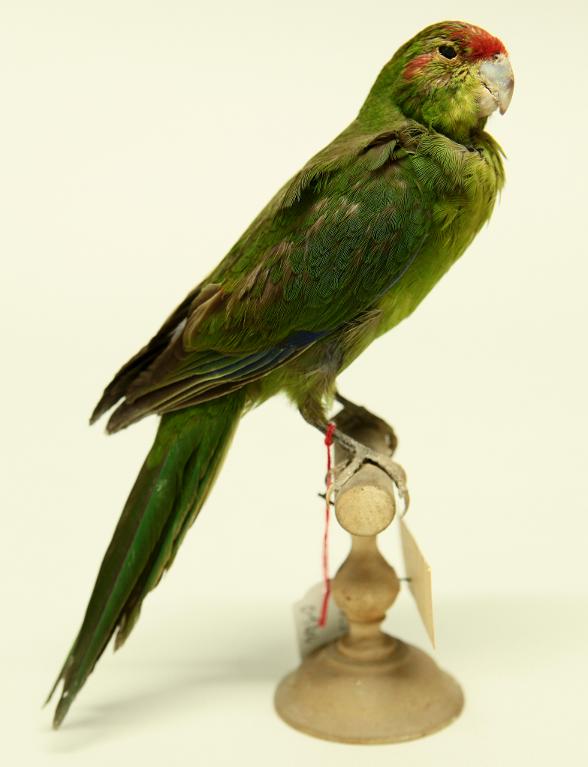 animal naturalisé : oiseau : Perruche de Sparrman