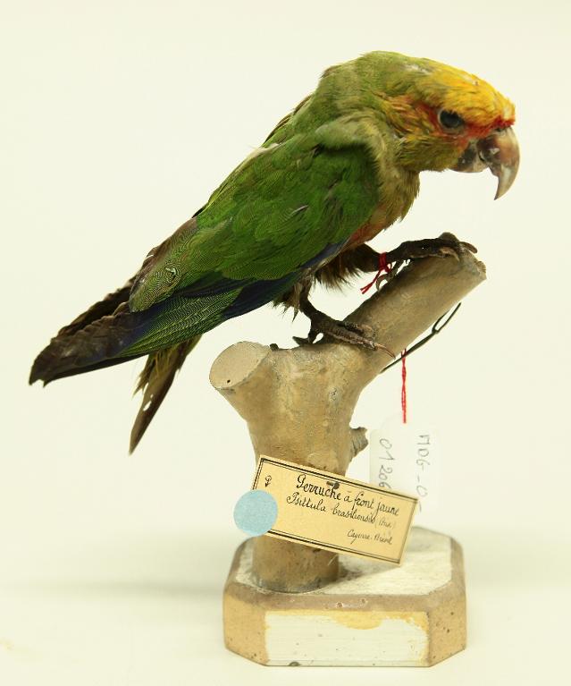 animal naturalisé : oiseau : Conure à tête d'or