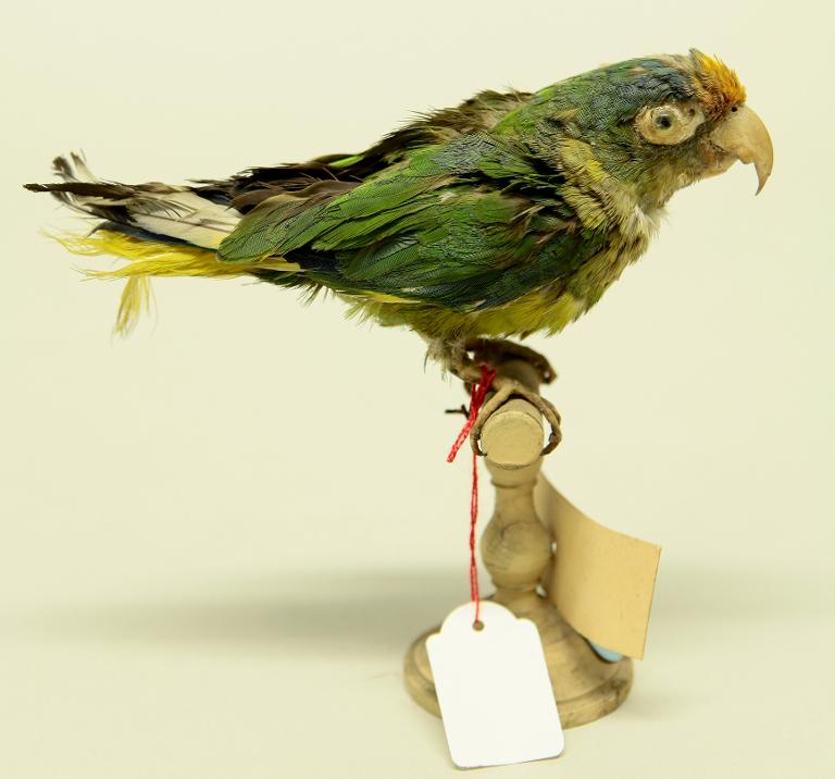 animal naturalisé : oiseau : Conure à front rouge