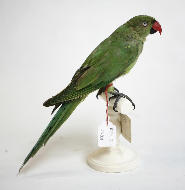 animal naturalisé : oiseau : Perruche à collier