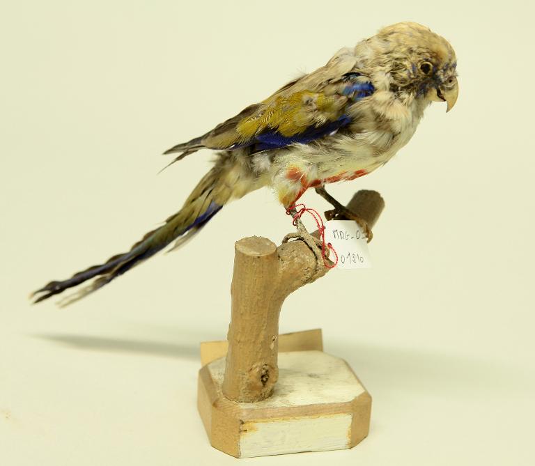 animal naturalisé : oiseau : Perruche