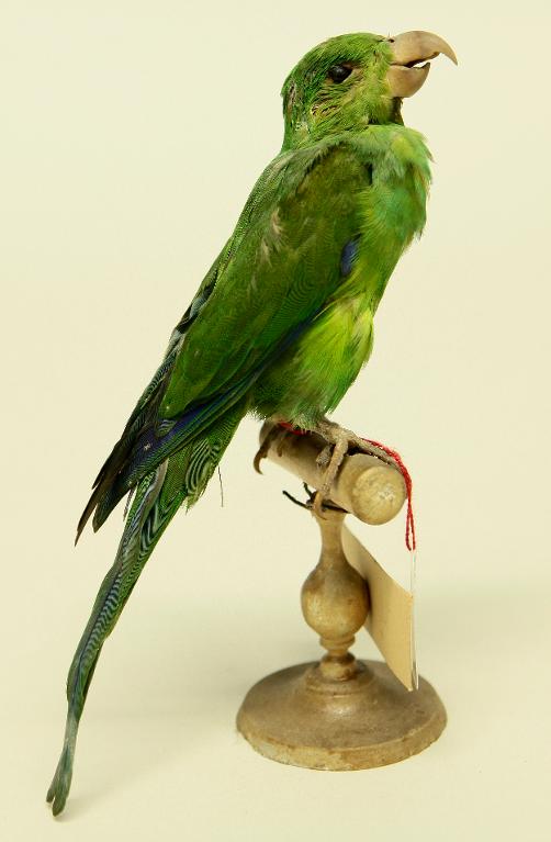 animal naturalisé : oiseau : Toui tirica