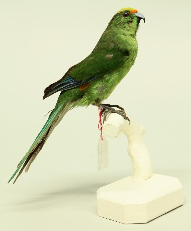 animal naturalisé : oiseau : Perruche à tête d'or