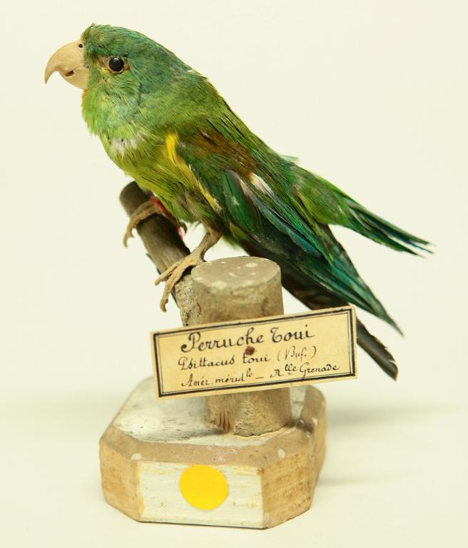 animal naturalisé : oiseau : Toui à menton jaune