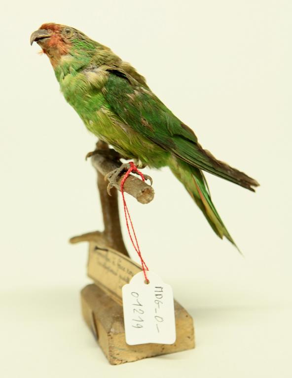 animal naturalisé : oiseau : Lori à masque rouge