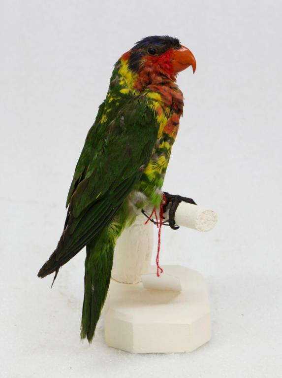 animal naturalisé : oiseau : Loriquet orné
