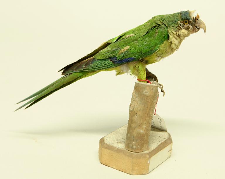 animal naturalisé : oiseau : Conure couronné