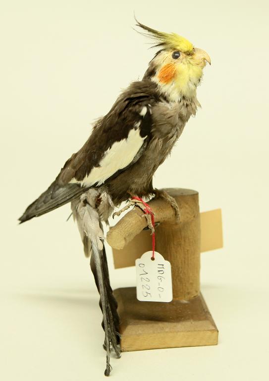 animal naturalisé : oiseau : Callopsitte élégante