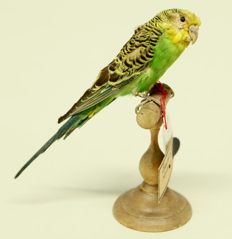 animal naturalisé : oiseau : Perruche ondulée