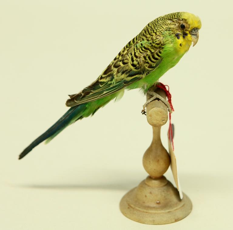 animal naturalisé : oiseau : Perruche ondulée