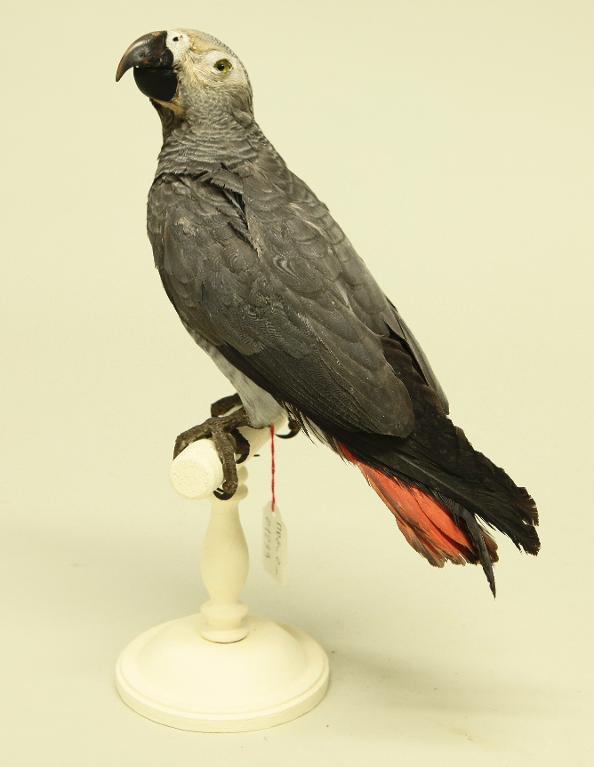 animal naturalisé : oiseau : Perroquet gris