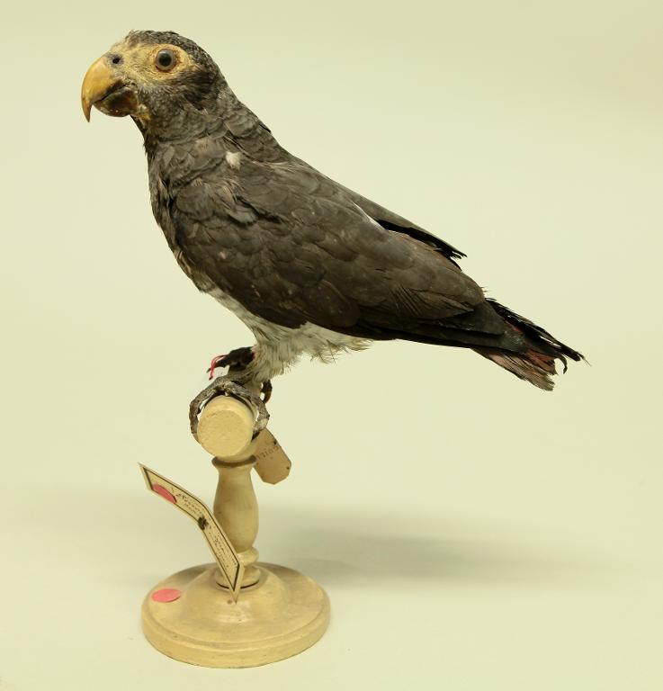 animal naturalisé : oiseau : Perroquet gris