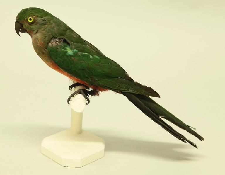 animal naturalisé : oiseau : Perruche royale