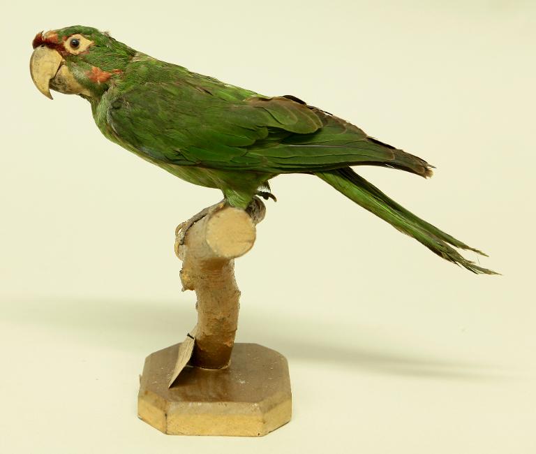 animal naturalisé : oiseau : Conure mitrée