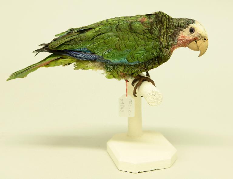animal naturalisé : oiseau : Amazone de Cuba