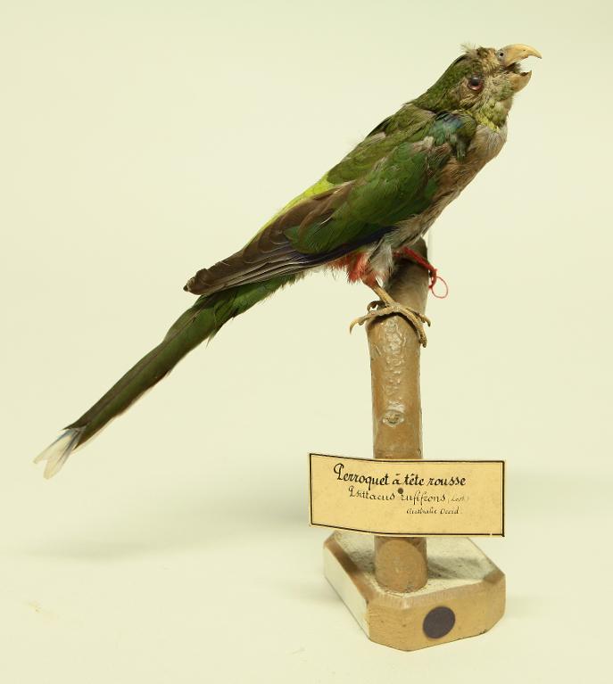 animal naturalisé : oiseau : Perruche à tête pourpre