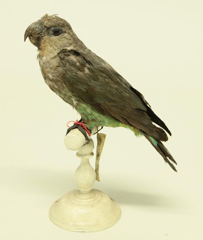 animal naturalisé : oiseau : Perroquet à ventre rouge