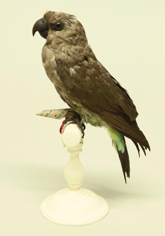 animal naturalisé : oiseau : Perroquet à ventre rouge