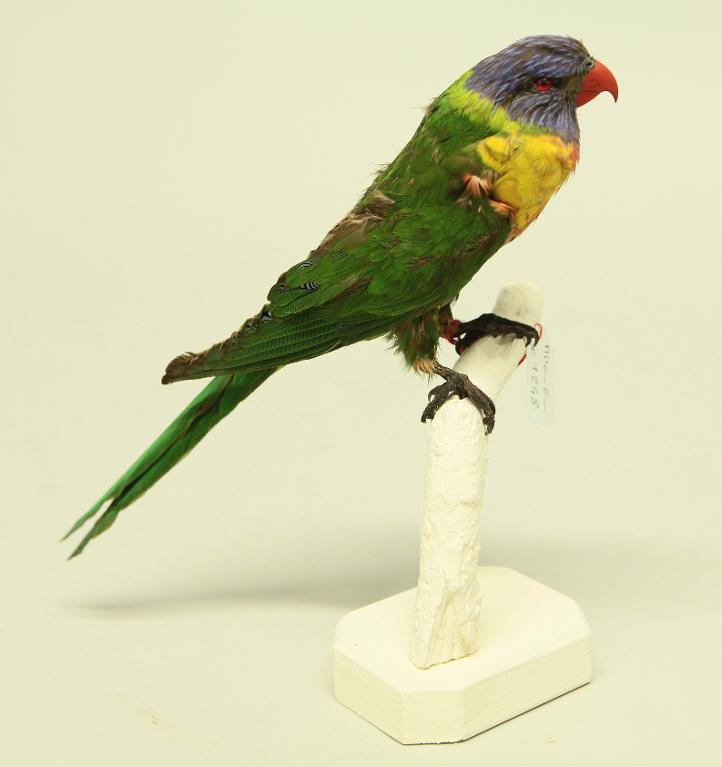 animal naturalisé : oiseau : Loriquet à tête bleue