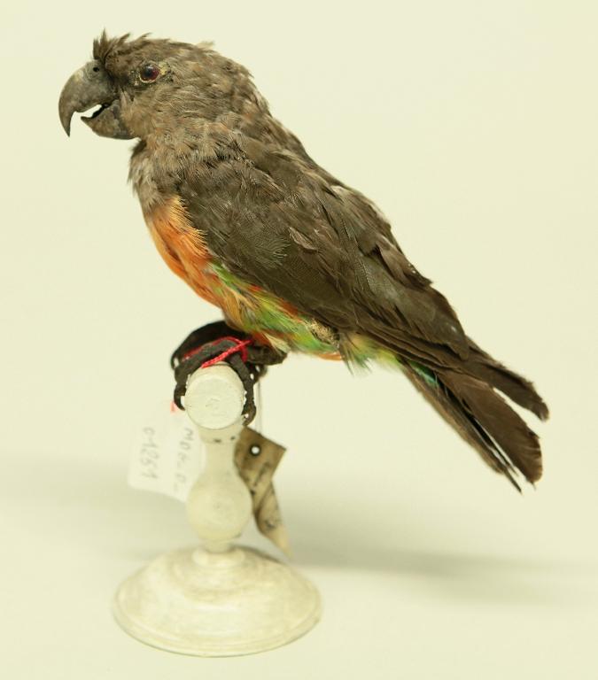 animal naturalisé : oiseau : Perroquet à ventre rouge