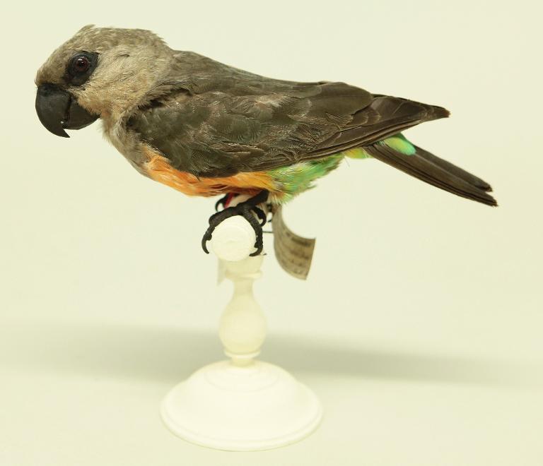 animal naturalisé : oiseau : Perroquet à ventre rouge