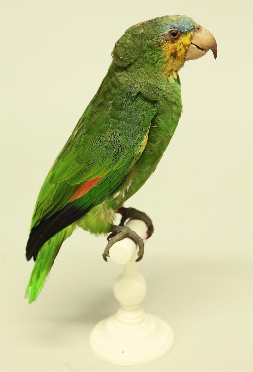 animal naturalisé : oiseau : Amazone aourou