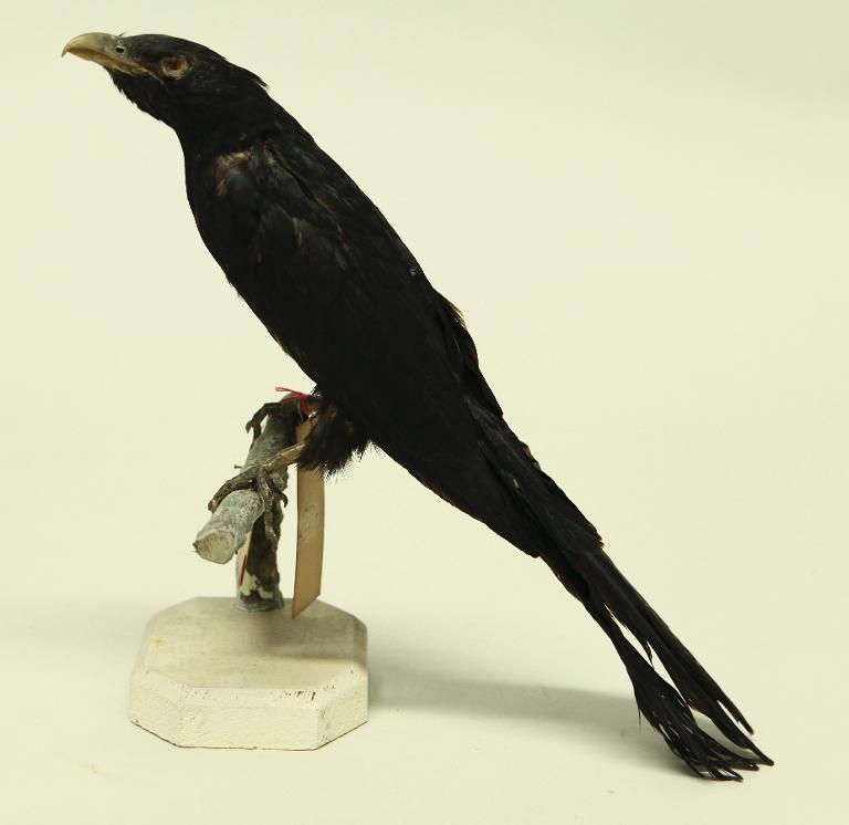 animal naturalisé : oiseau : Coucou koël