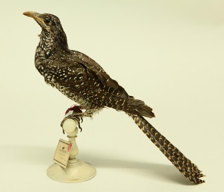 animal naturalisé : oiseau : Coucou koël