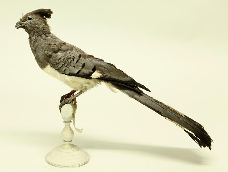 animal naturalisé : oiseau : Touraco à ventre blanc