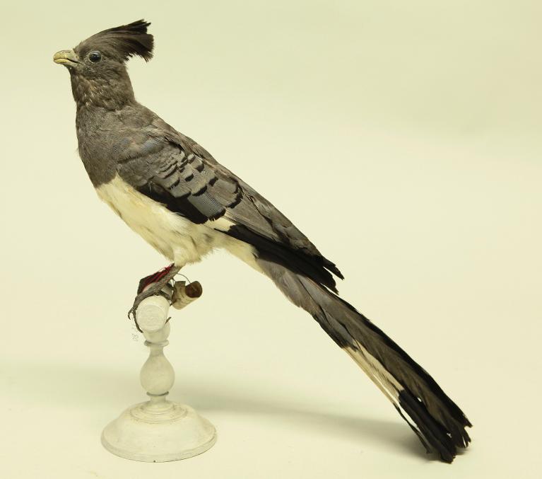 animal naturalisé : oiseau : Touraco à ventre blanc