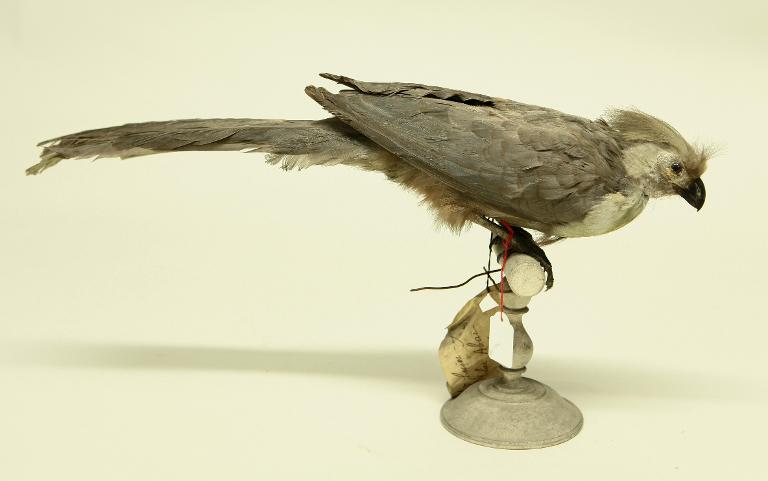 animal naturalisé : oiseau : Touraco masqué