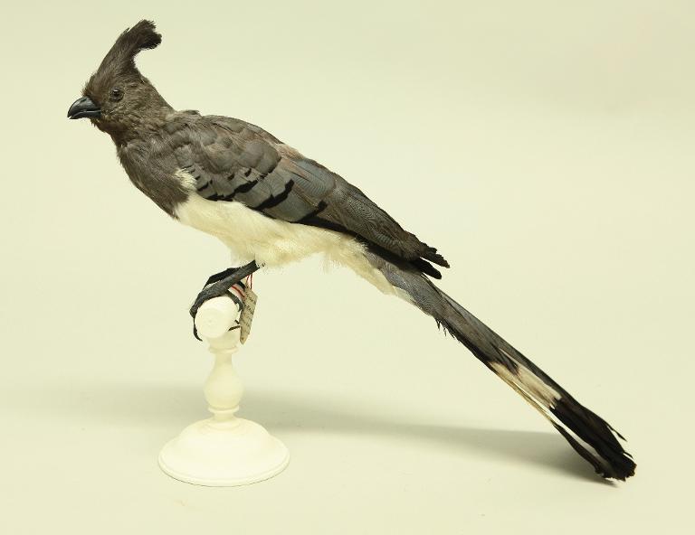 animal naturalisé : oiseau : Touraco à ventre blanc