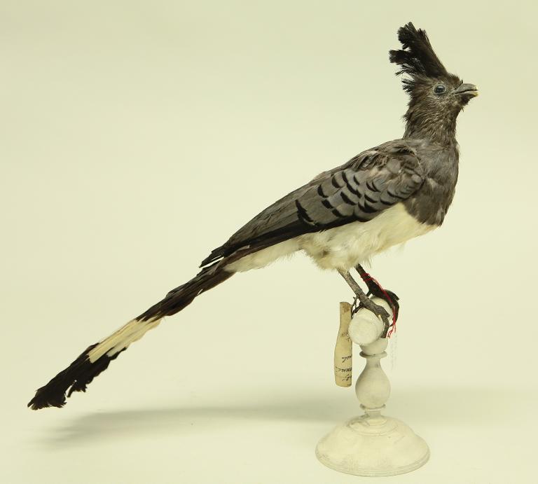 animal naturalisé : oiseau : Touraco à ventre blanc