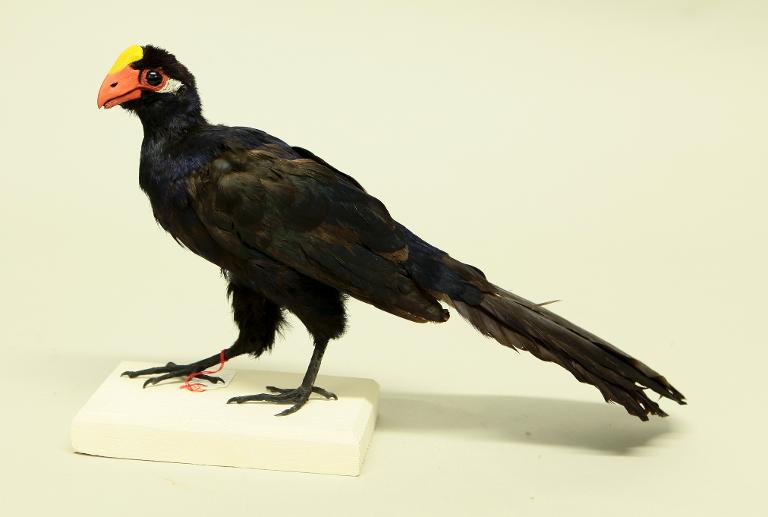 animal naturalisé : oiseau : Touraco violet