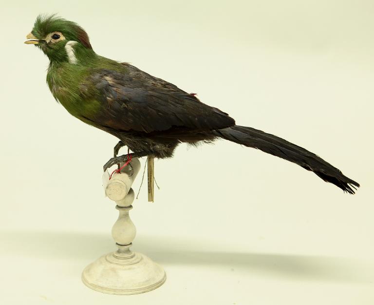 animal naturalisé : oiseau : Touraco à joues blanches