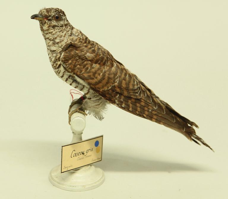 animal naturalisé : oiseau : Coucou gris