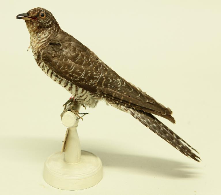 animal naturalisé : oiseau : Coucou gris