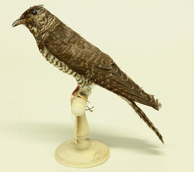 animal naturalisé : oiseau : Coucou gris